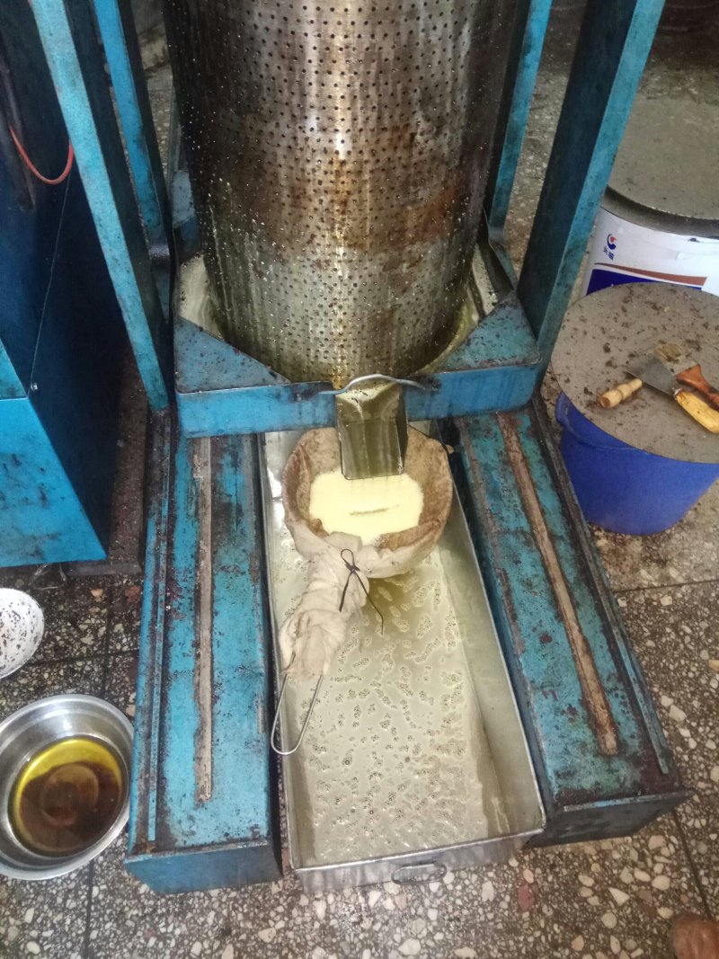 油茶籽