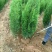 【一手货源】侧柏现挖现发，成活率高，欢迎客户咨询
