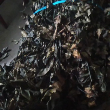 野生草珊瑚干货