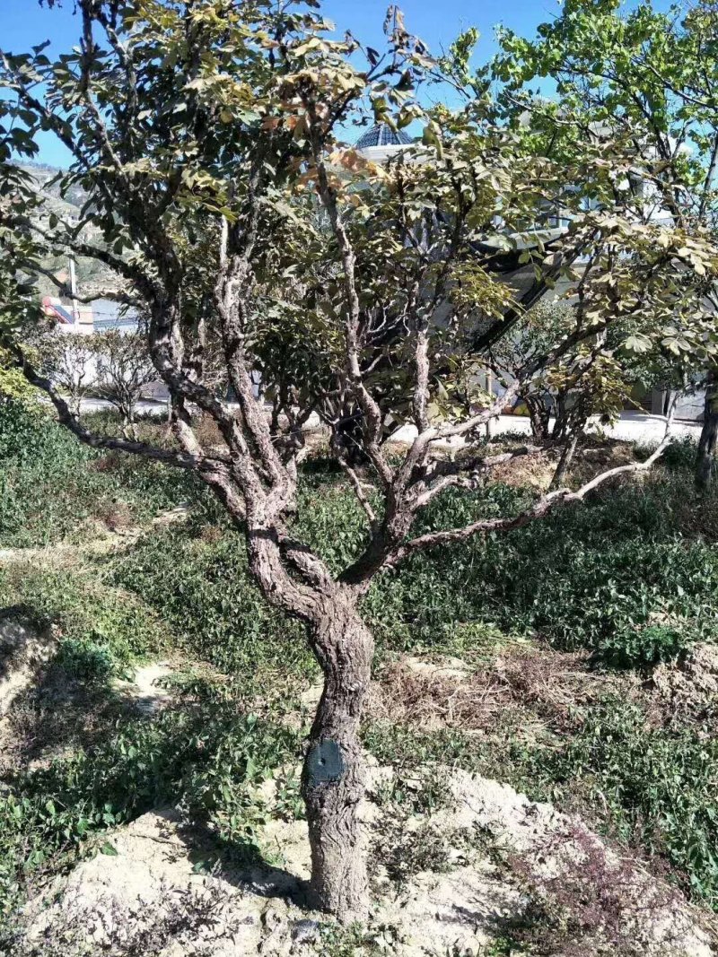 牡丹