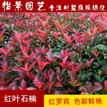 红叶石楠树苗红罗宾火焰红叶石兰小苗庭院花卉风景树花境植物