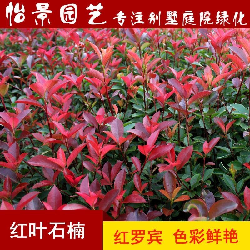 红叶石楠树苗红罗宾火焰红叶石兰小苗庭院花卉风景树花境植物