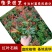 红叶石楠树苗红罗宾火焰红叶石兰小苗庭院花卉风景树花境植物