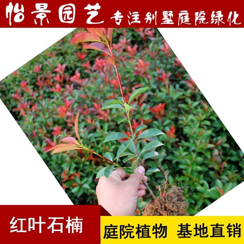 红叶石楠树苗红罗宾火焰红叶石兰小苗庭院花卉风景树花境植物