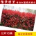 红叶石楠树苗红罗宾火焰红叶石兰小苗庭院花卉风景树花境植物