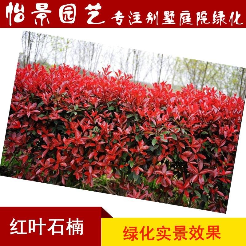 红叶石楠树苗红罗宾火焰红叶石兰小苗庭院花卉风景树花境植物
