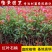 红叶石楠树苗红罗宾火焰红叶石兰小苗庭院花卉风景树花境植物