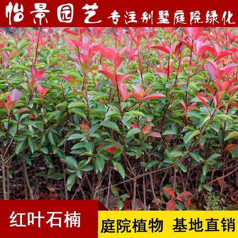 红叶石楠树苗红罗宾火焰红叶石兰小苗庭院花卉风景树花境植物