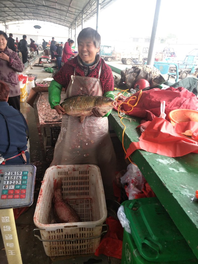 鲤鱼鱼籽，鱼白