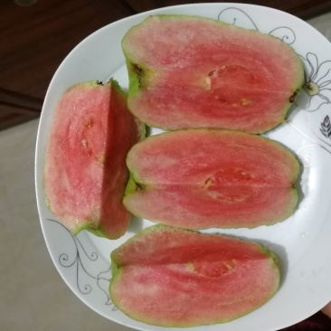 红宝石少籽芭乐苗（杯苗）