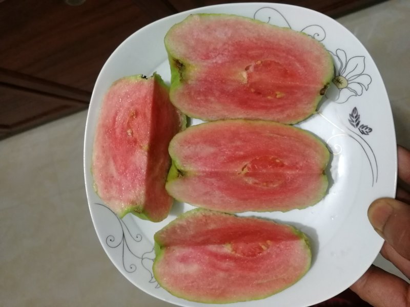 红宝石少籽芭乐苗（杯苗）