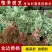 金边黄杨苗金边冬青四季青树苗庭院花卉风景树花境植物绿化树