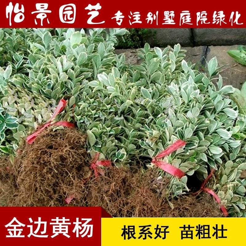 金边黄杨苗金边冬青四季青树苗庭院花卉风景树花境植物绿化树