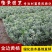 金边黄杨苗金边冬青四季青树苗庭院花卉风景树花境植物绿化树