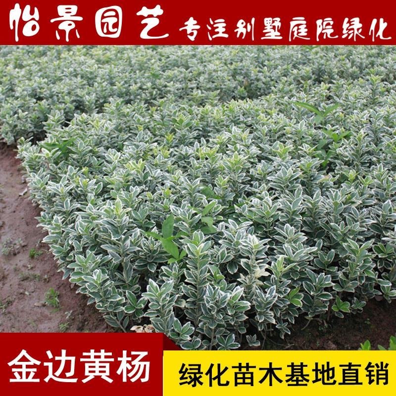 金边黄杨苗金边冬青四季青树苗庭院花卉风景树花境植物绿化树
