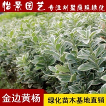 金边黄杨苗金边冬青四季青树苗庭院花卉风景树花境植物绿化树