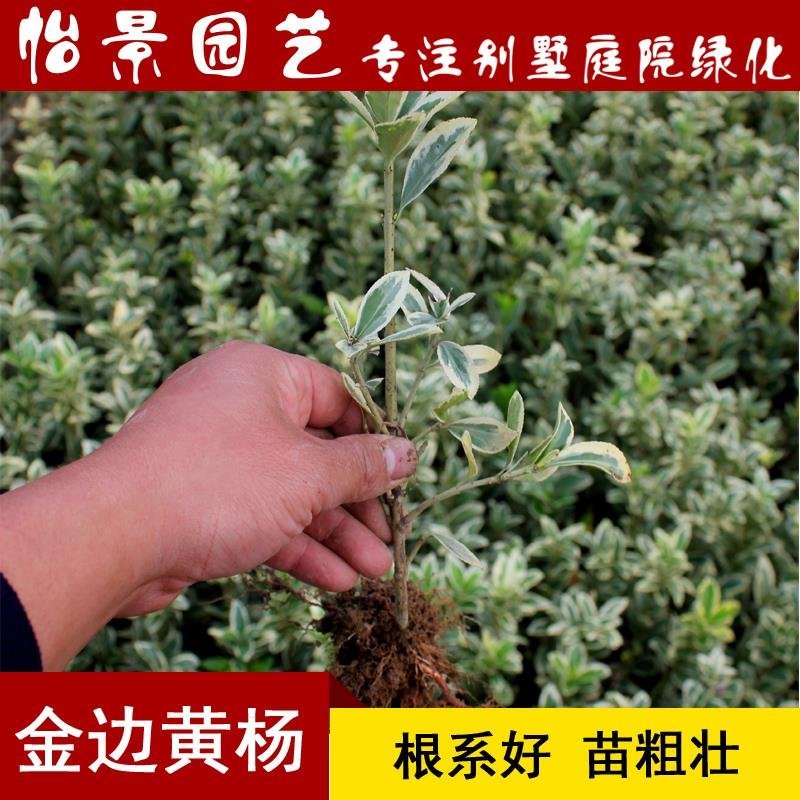 金边黄杨苗金边冬青四季青树苗庭院花卉风景树花境植物绿化树