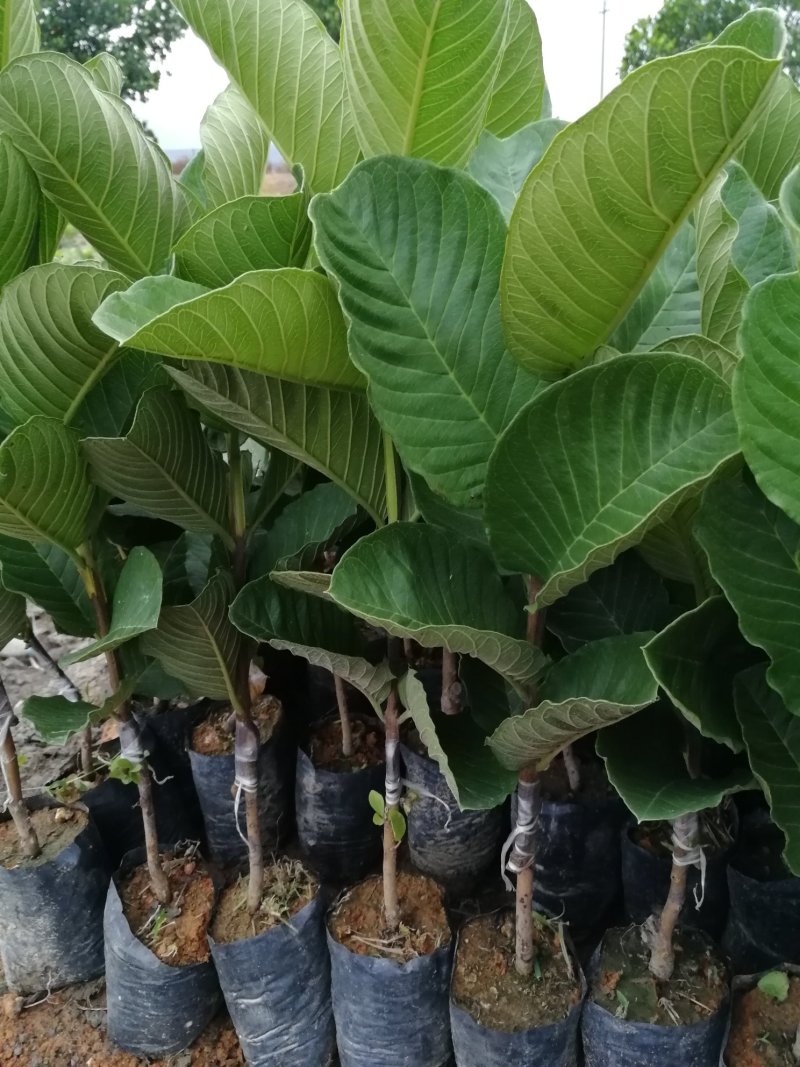 红宝石少籽芭乐，口感脆甜