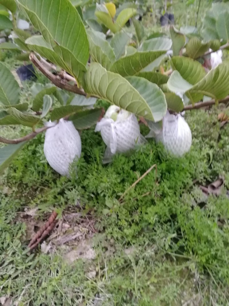 红宝石少籽芭乐，口感脆甜