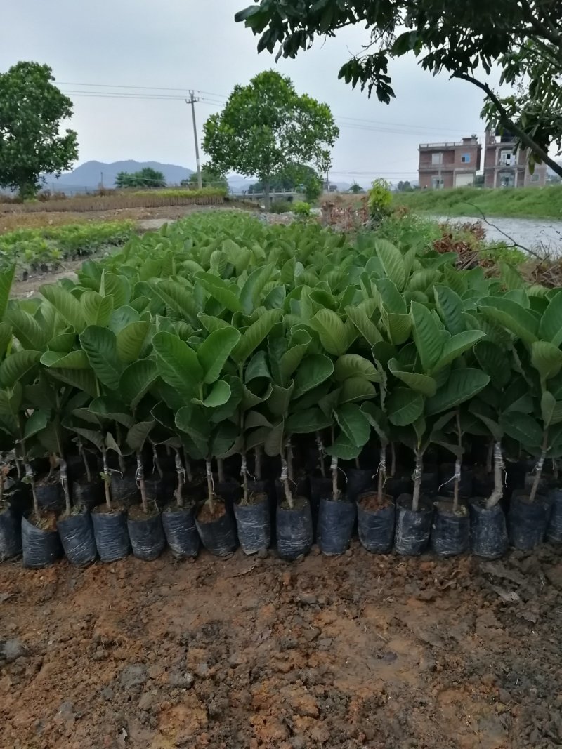红宝石少籽芭乐，口感脆甜