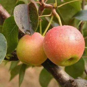 新鲜南果梨，5斤装，约40个