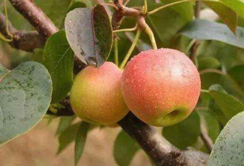 新鲜南果梨，5斤装，约40个