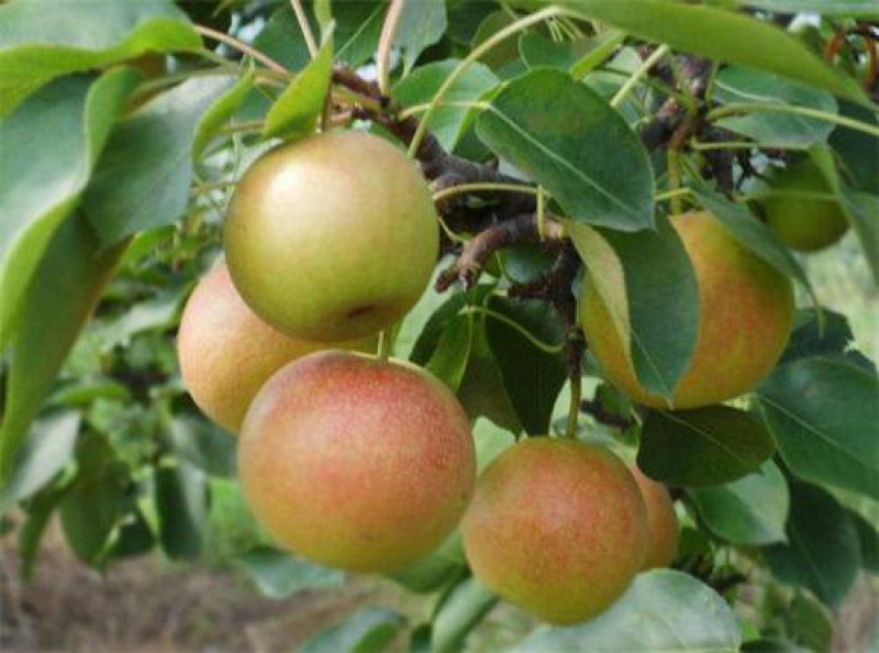 新鲜南果梨，5斤装，约40个