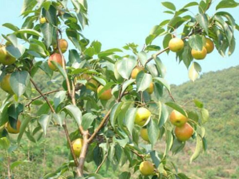 新鲜南果梨，5斤装，约40个