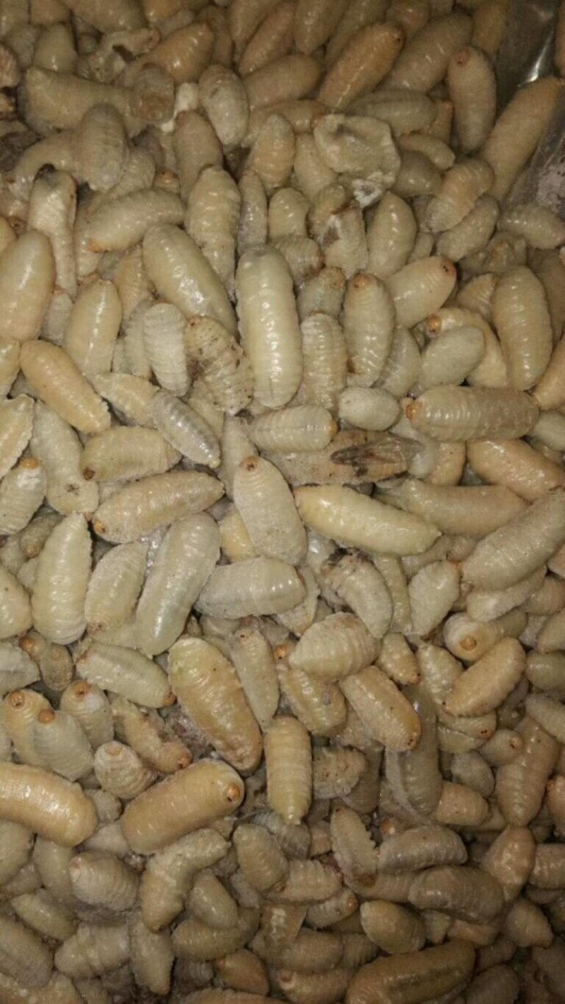 树蜂蛹蜂蛹3级，青边蛹，常年批发零售，期待您的光临