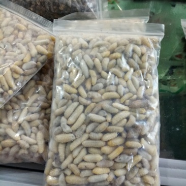 树蜂蛹蜂蛹3级，青边蛹，常年批发零售，期待您的光临
