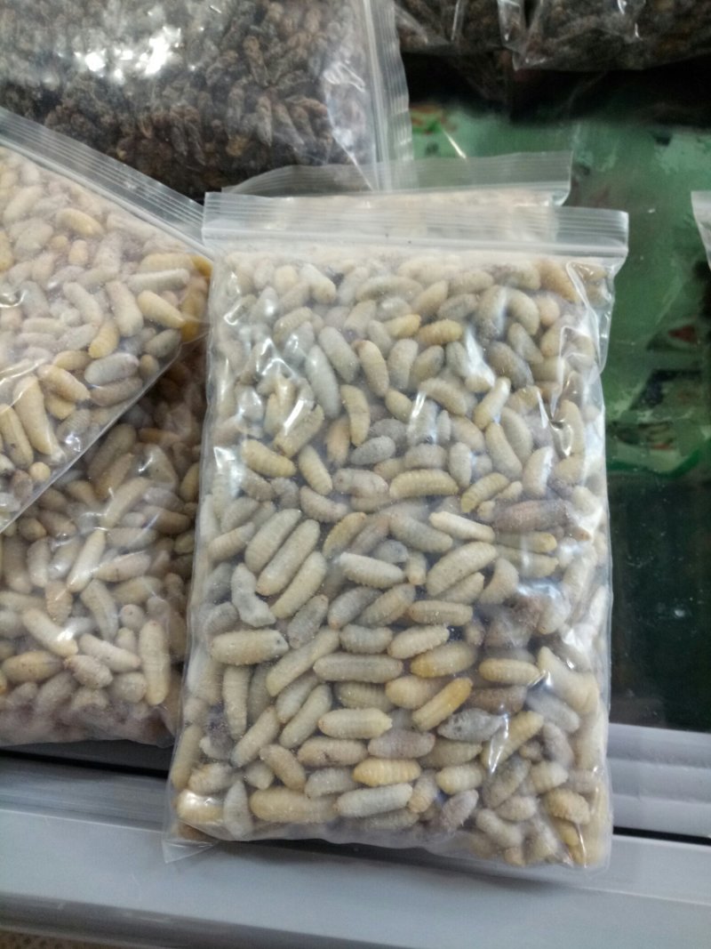 树蜂蛹蜂蛹3级，青边蛹，常年批发零售，期待您的光临