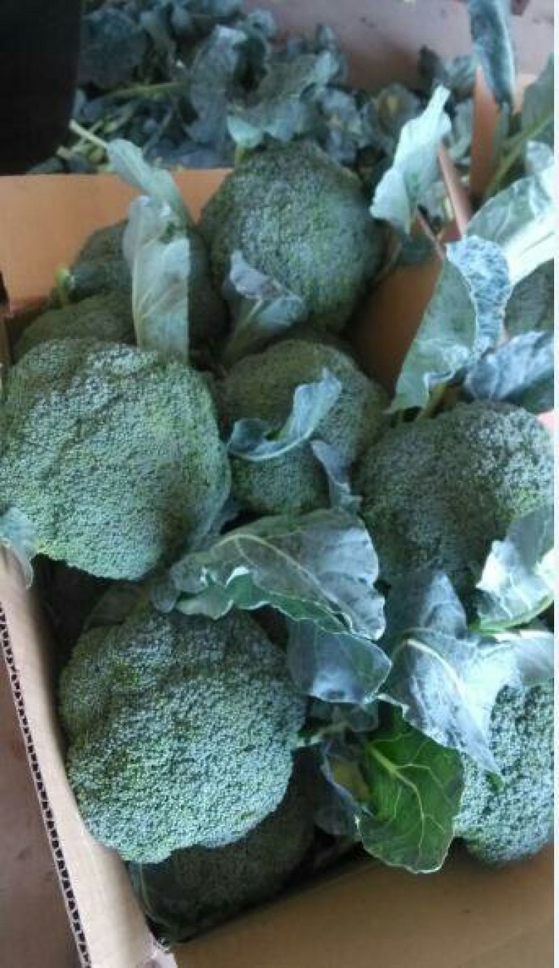 西蓝花☞产地直供☜价格便宜✔质量保证