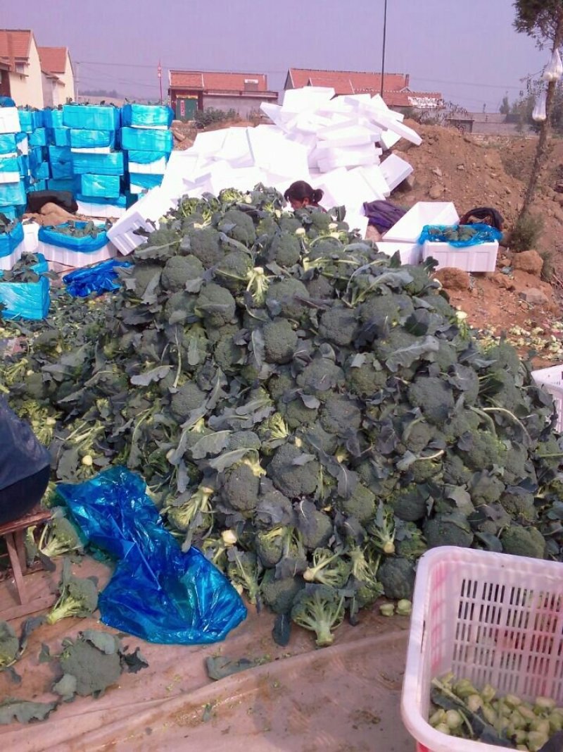 西蓝花☞产地直供☜价格便宜✔质量保证