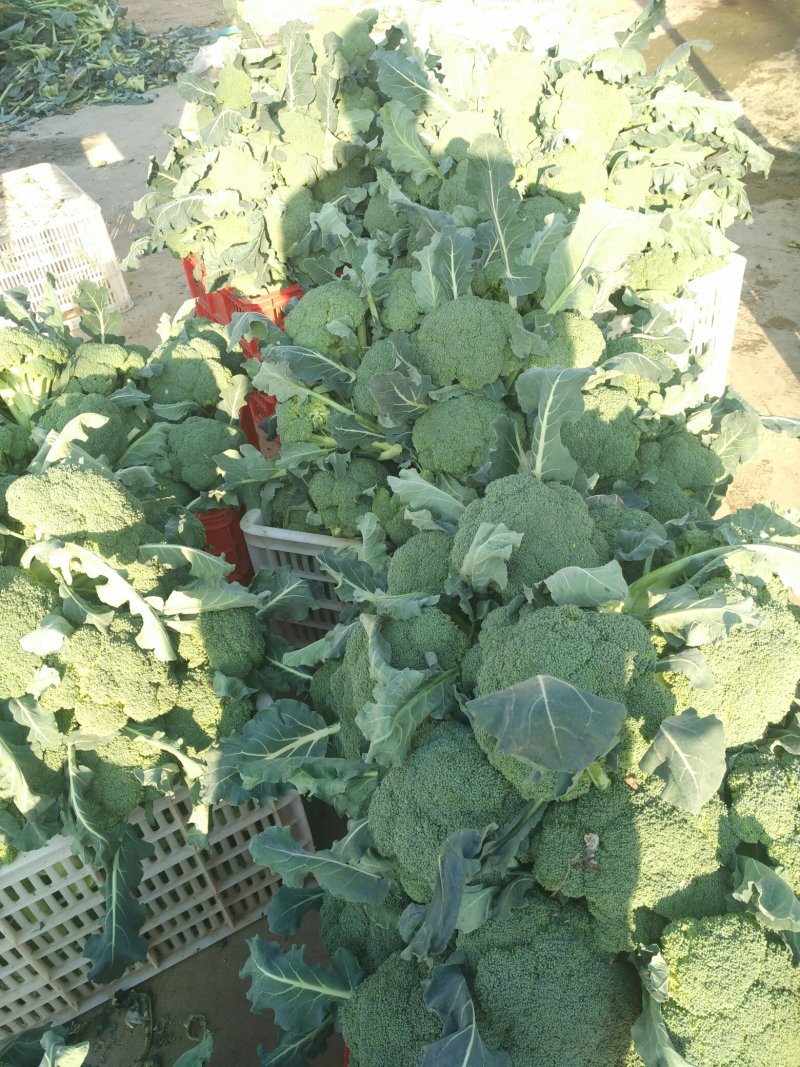 西蓝花☞产地直供☜价格便宜✔质量保证