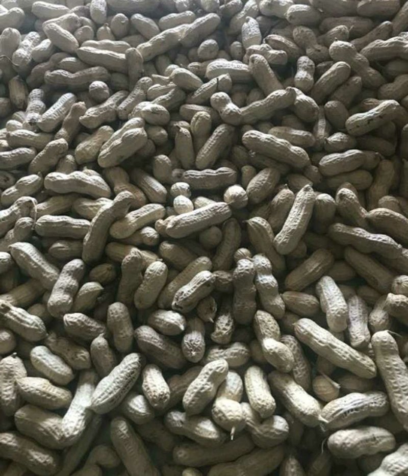 优质四粒红花生，籽粒饱满，口感香甜，基地直供，欢迎选购！