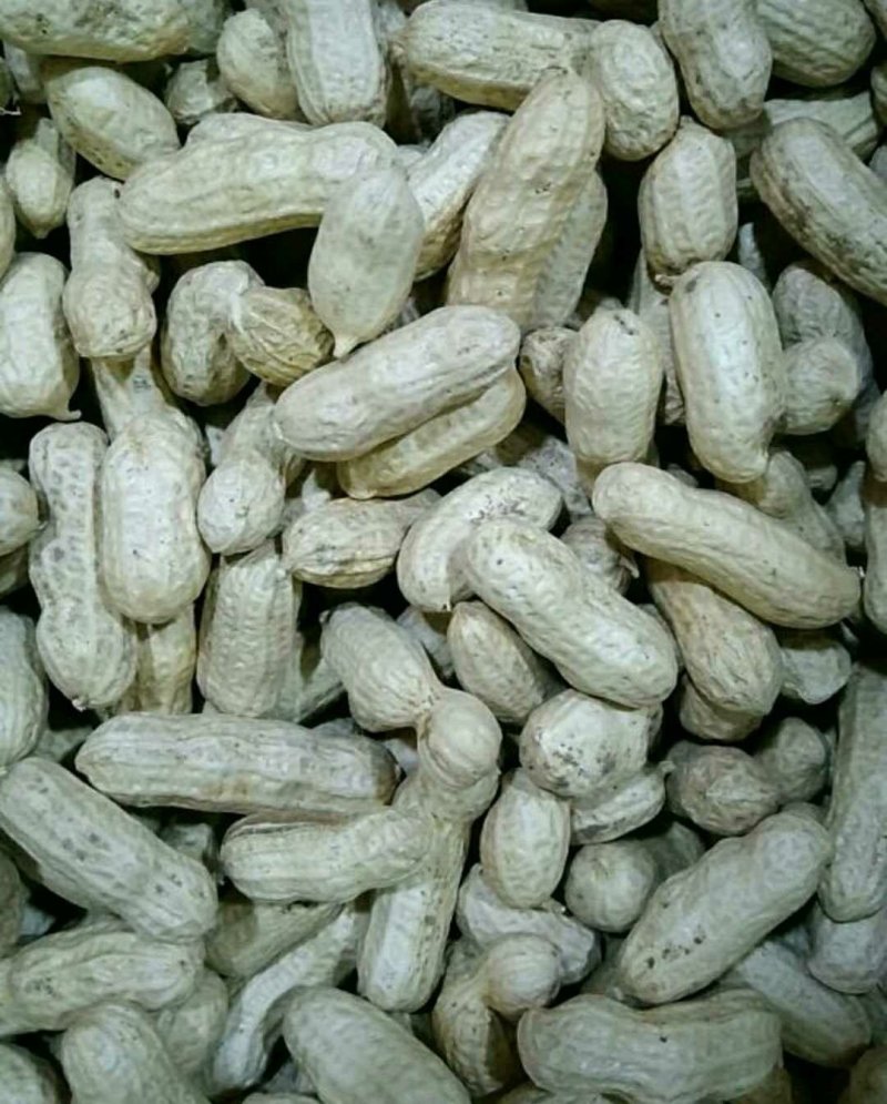 优质四粒红花生，籽粒饱满，口感香甜，基地直供，欢迎选购！