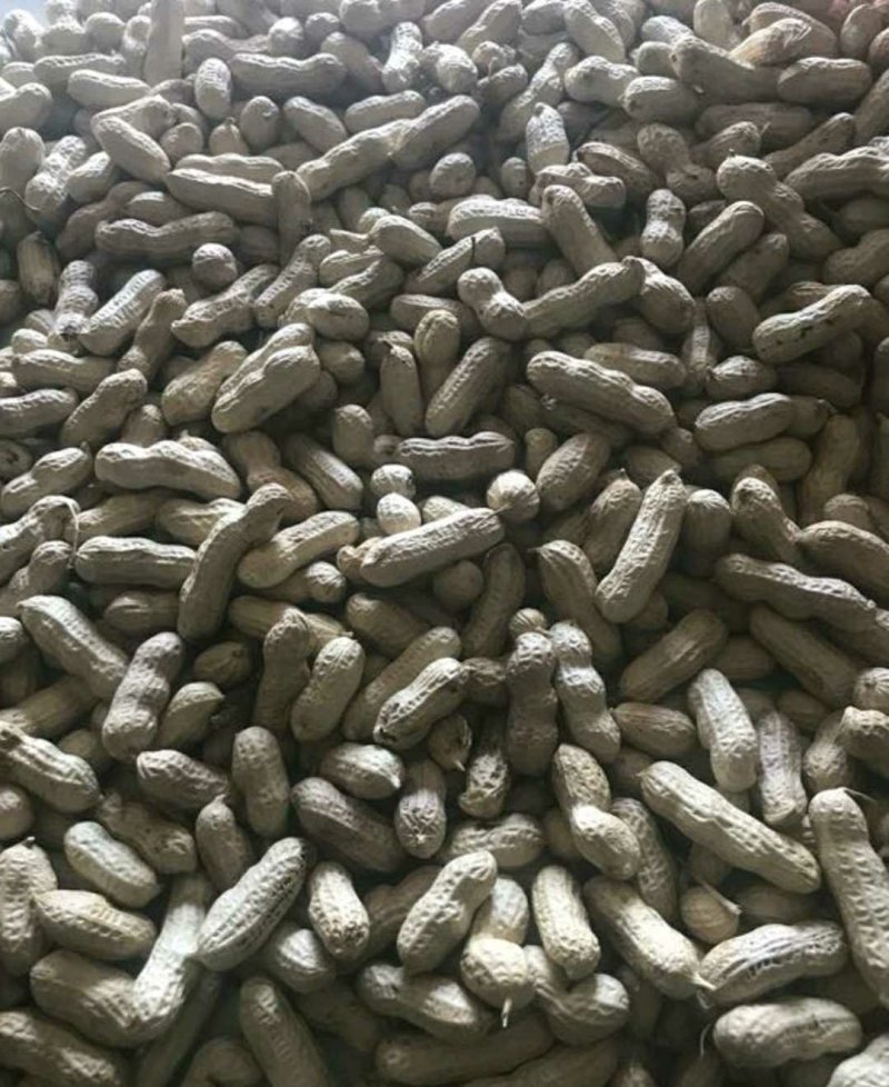 优质四粒红花生，籽粒饱满，口感香甜，基地直供，欢迎选购！