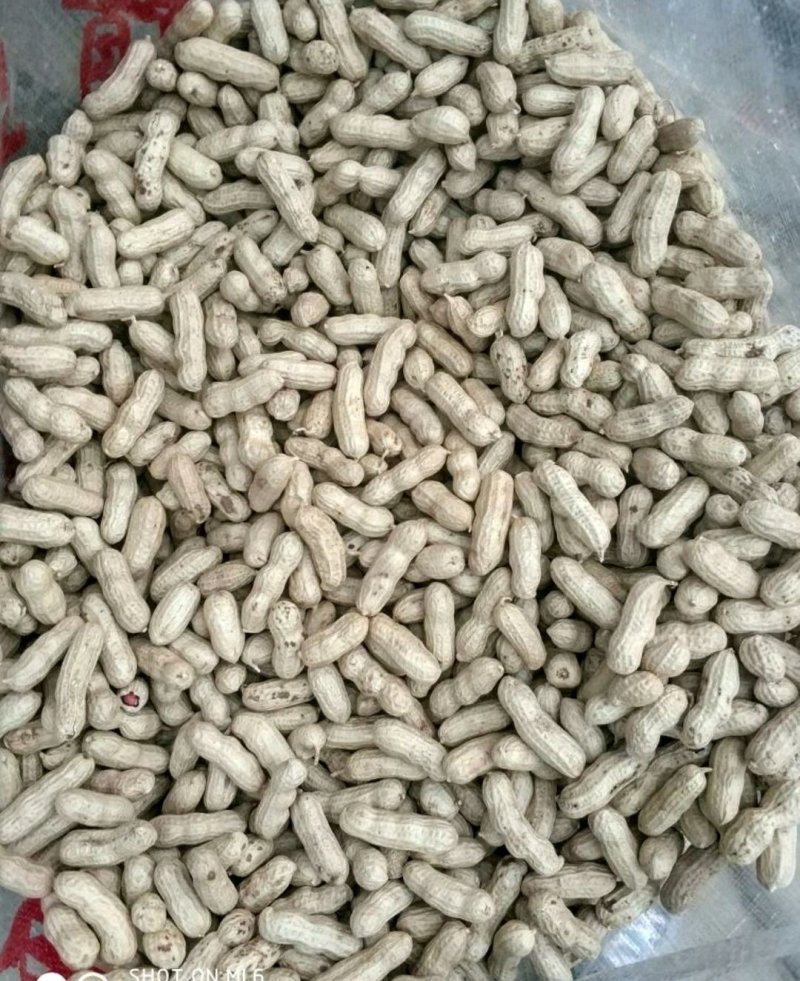 优质四粒红花生，籽粒饱满，口感香甜，基地直供，欢迎选购！