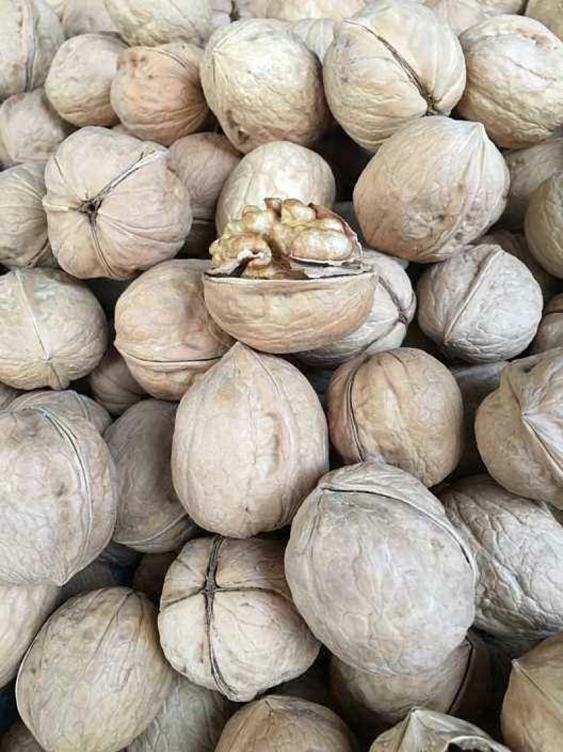 新疆纸皮核桃，籽粒饱满，皮薄肉细，产地直销，量大从优！
