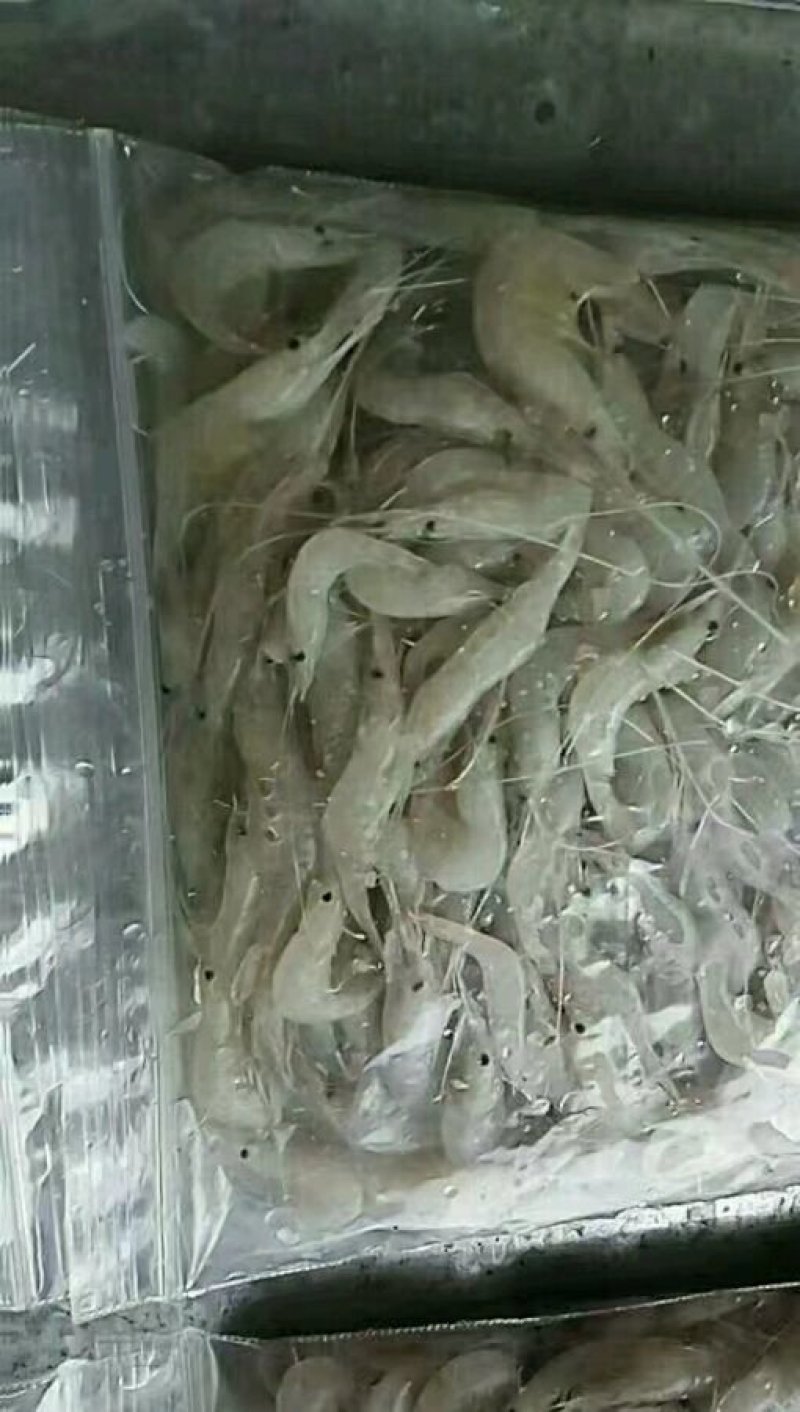 河虾，淡水白虾，冻板一公斤包装