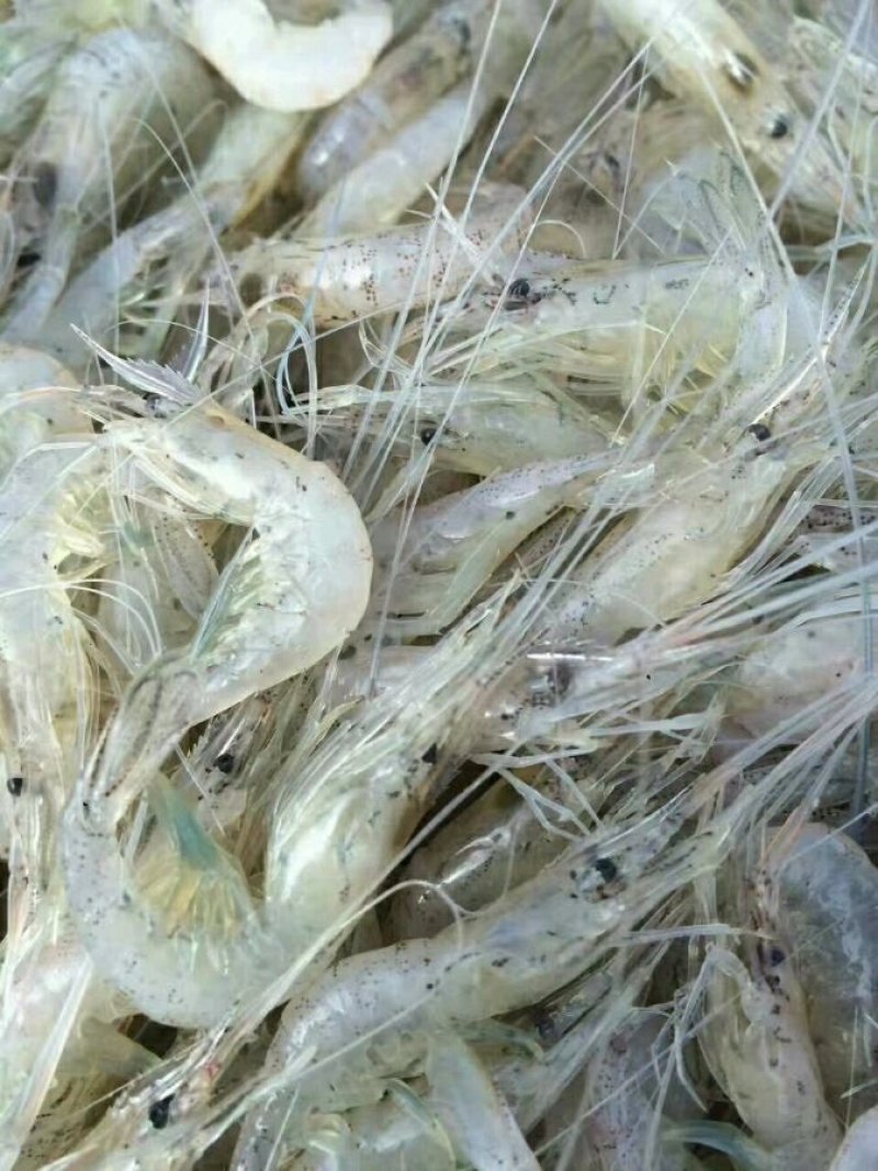 河虾，淡水白虾，冻板一公斤包装