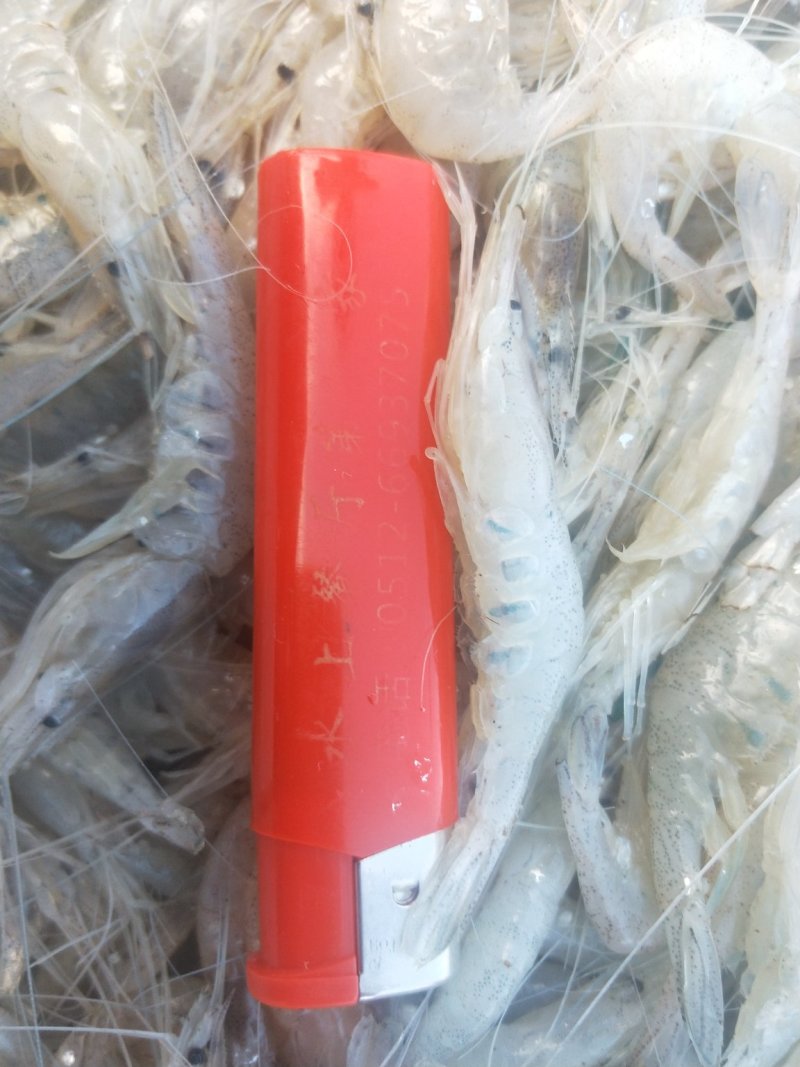 河虾，淡水白虾，冻板一公斤包装