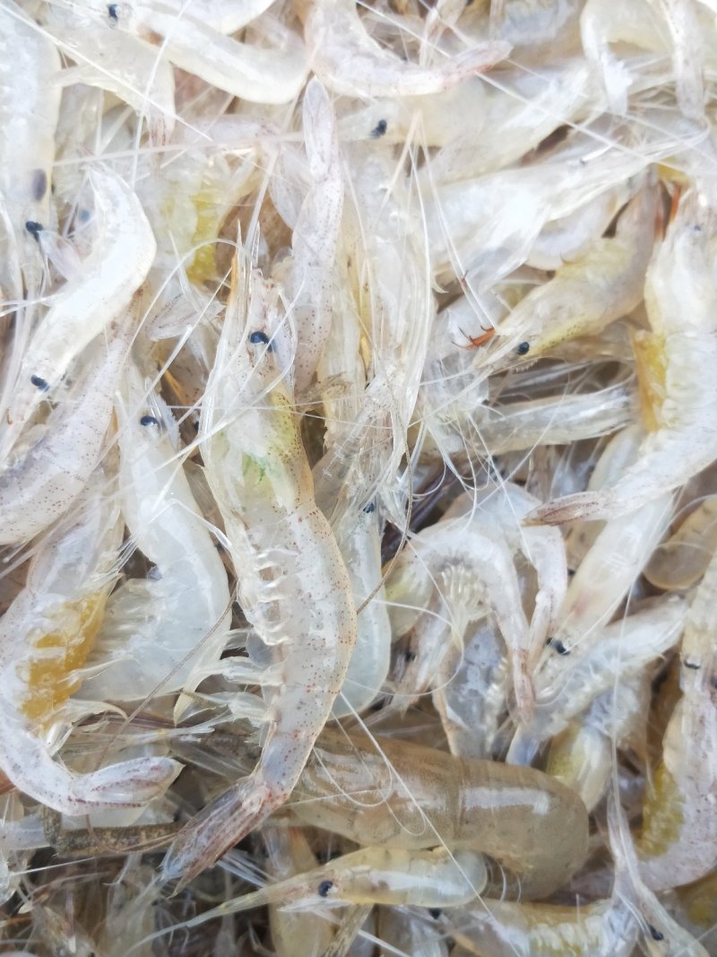 河虾，淡水白虾，冻板一公斤包装