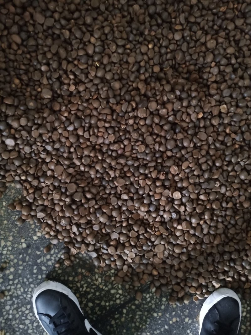 优质茶籽