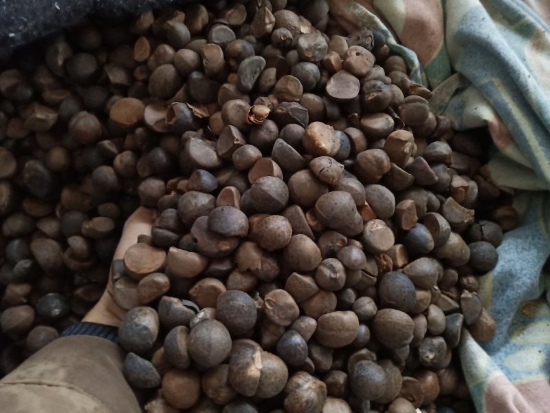 优质茶籽