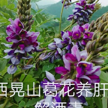 葛花货源充足，产地直发，诚信经营，欢迎客商来电