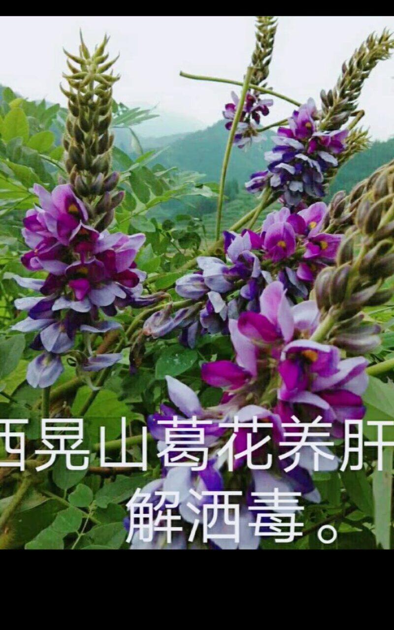 葛花货源充足，产地直发，诚信经营，欢迎客商来电