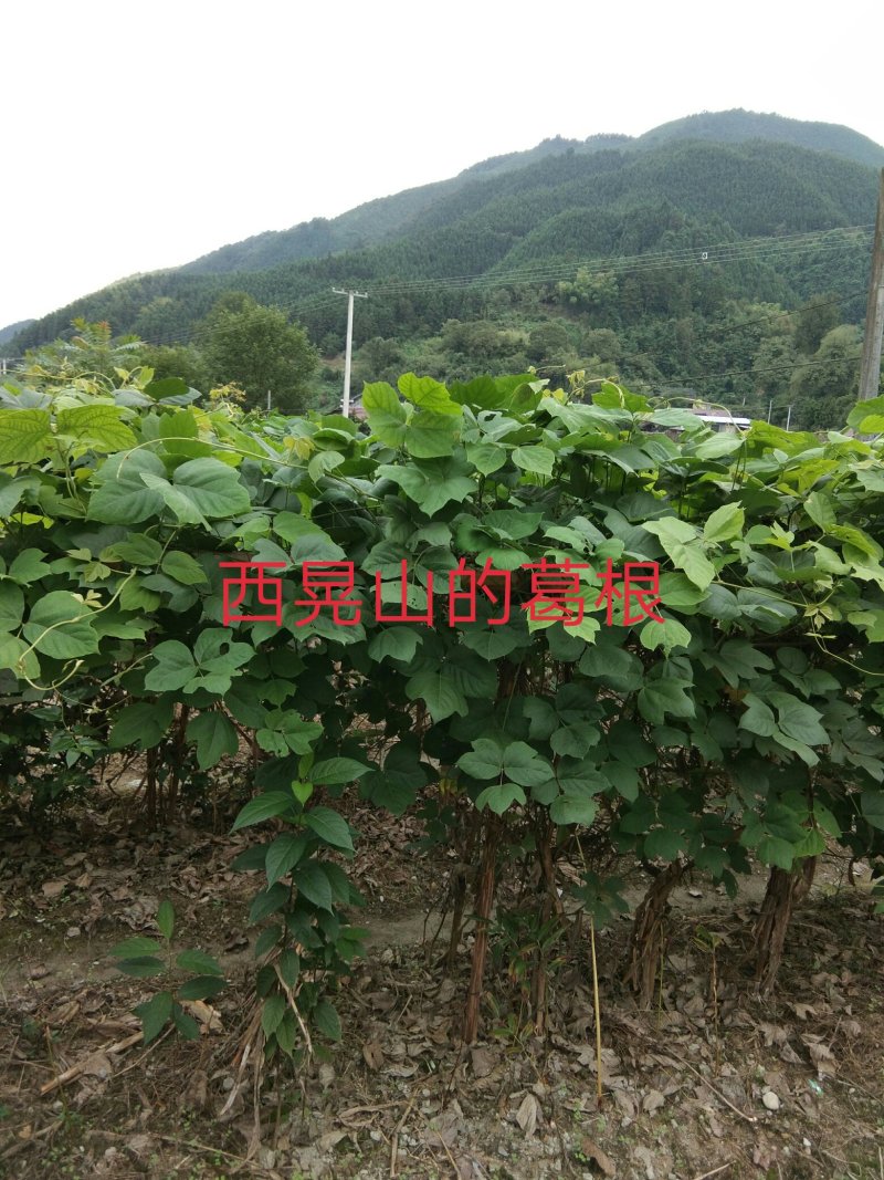 葛花货源充足，产地直发，诚信经营，欢迎客商来电
