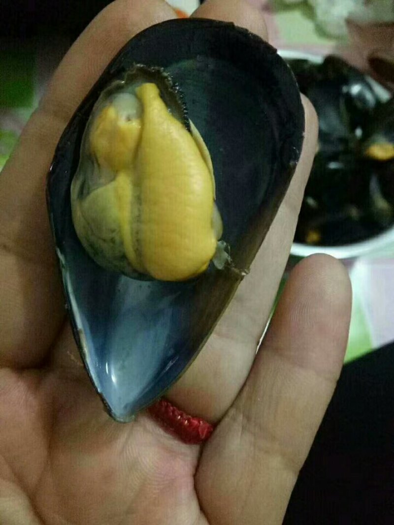 海虹，清洗干净，保质保量