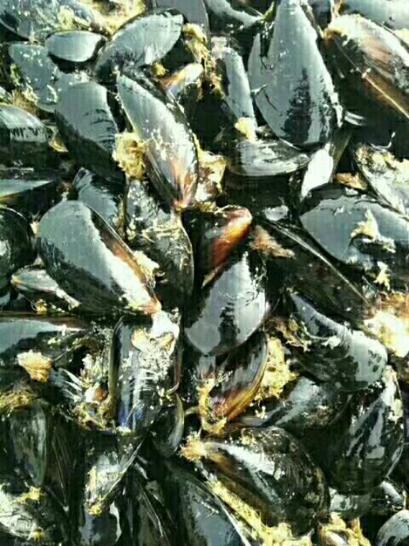 海虹，清洗干净，保质保量